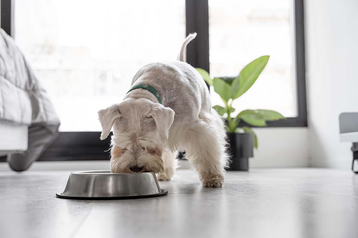 Puppy Nutrition and Diet is Different from Adult Dogs