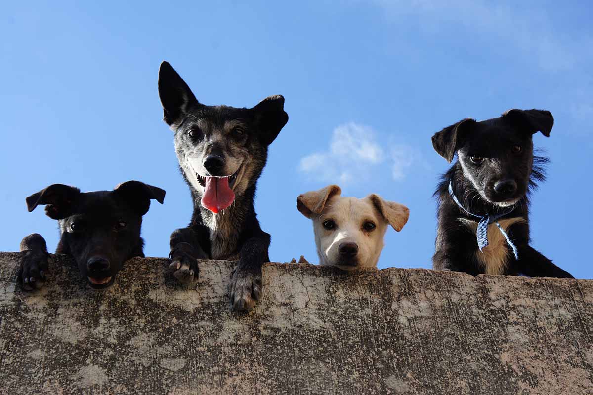 Puppy's Diet and Nutrition