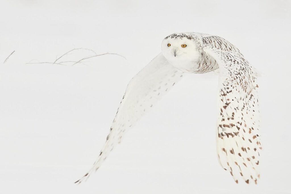 Snowy Owl Pictures