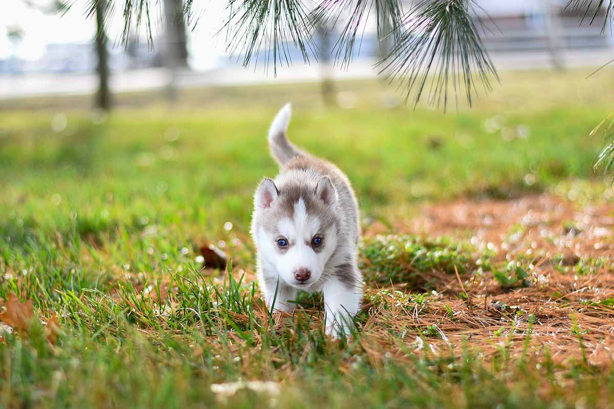 Parvovirus In Puppies