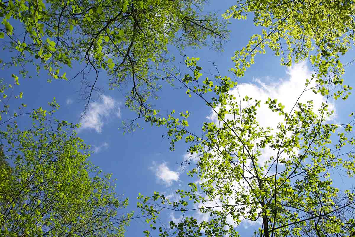 River birch live stakes are used in Wetlands.