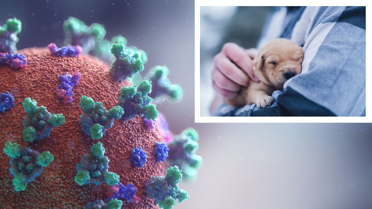 parvovirus in puppies