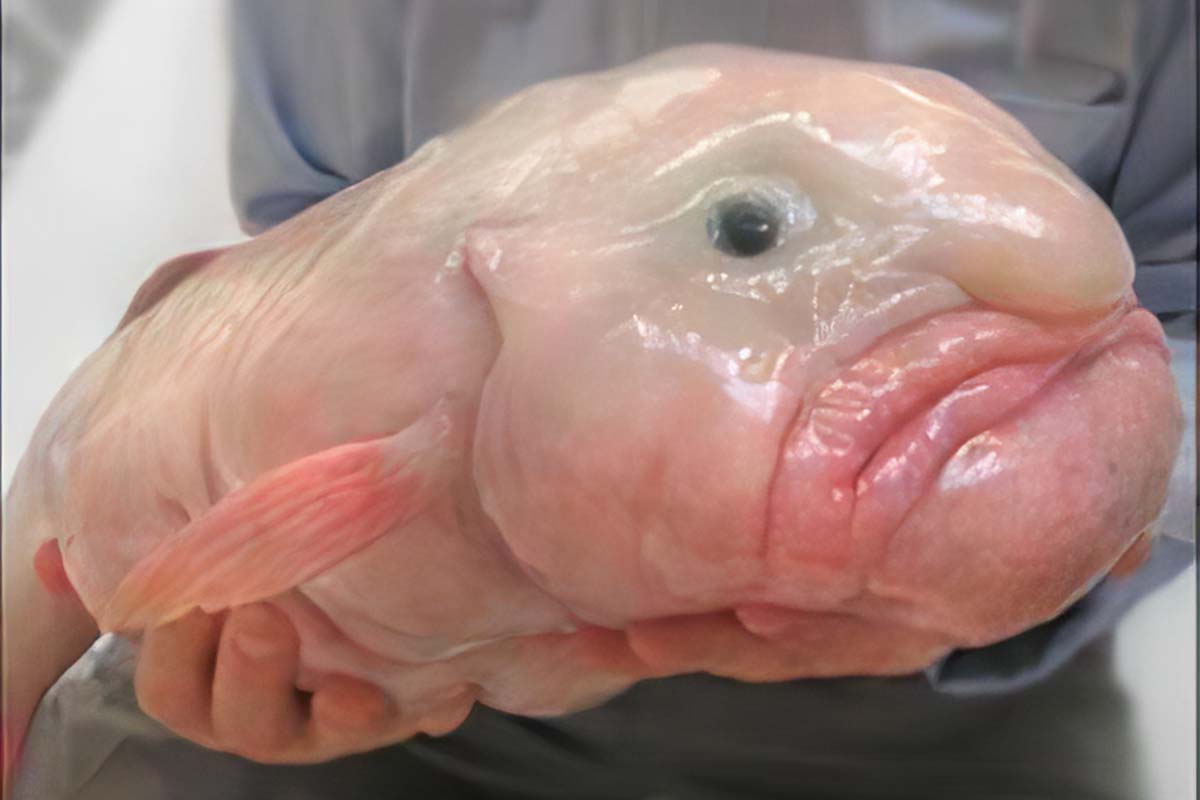 The Blobfish Diving into the Deep Ocean's Weirdest, Ugliest, and Most , Blob  Fish