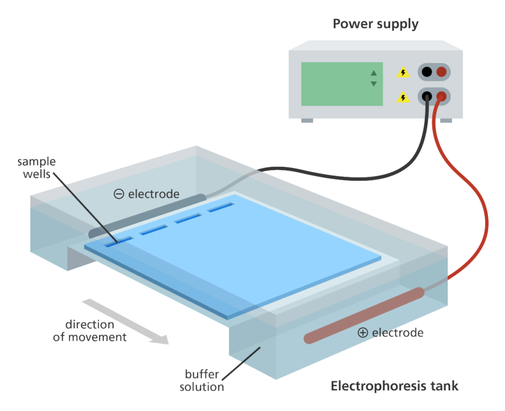 Gel Electrophoresis Explained Everything You Need to Know