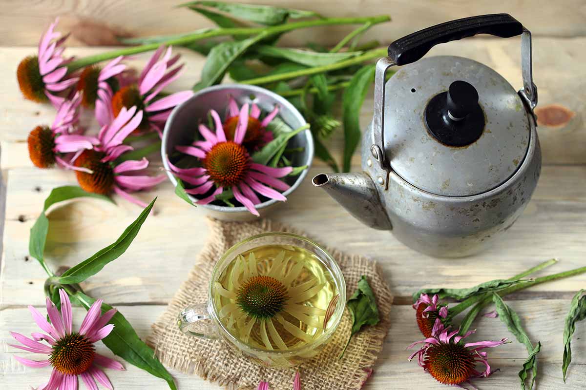 Benefits of Echinacea
