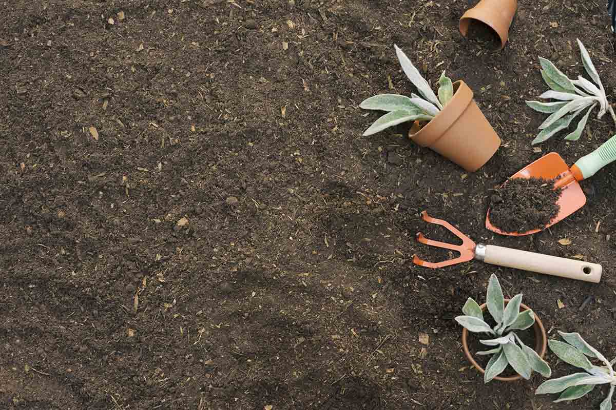 Dallas Landscaping Ideas