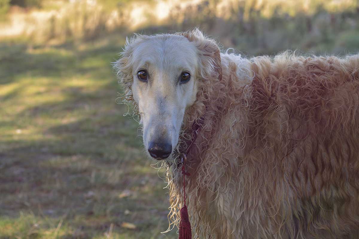Pet Borzoi