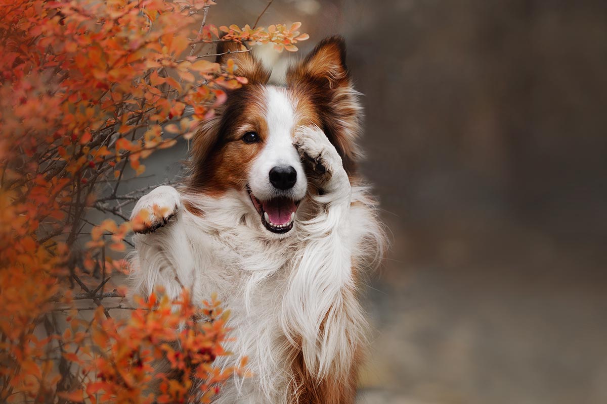 Pet Misting System How to Keep Your Pet Calm