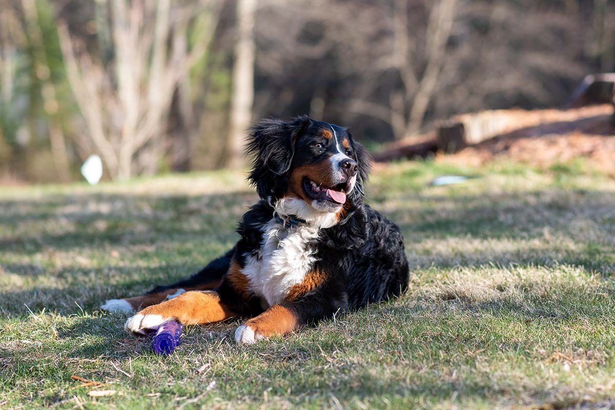 Pros of Owning a Bernedoodle