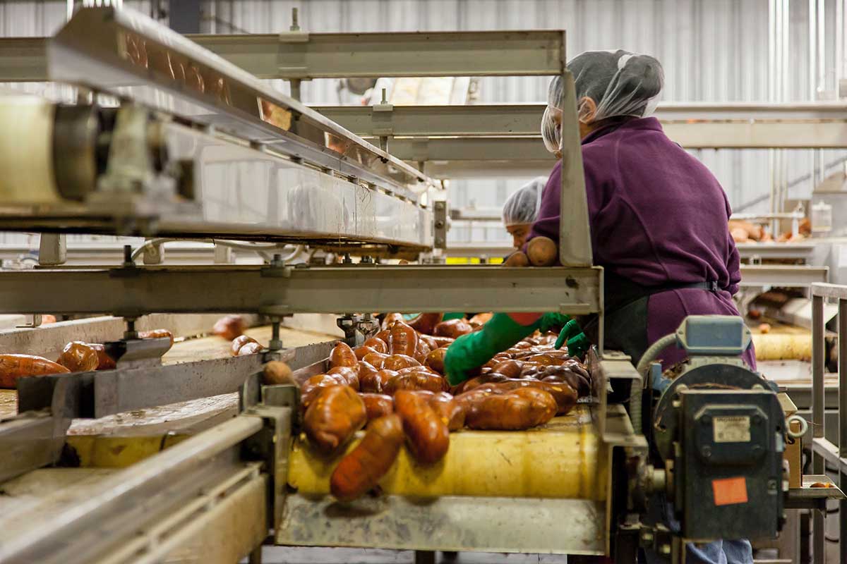 Agricultural Food Production