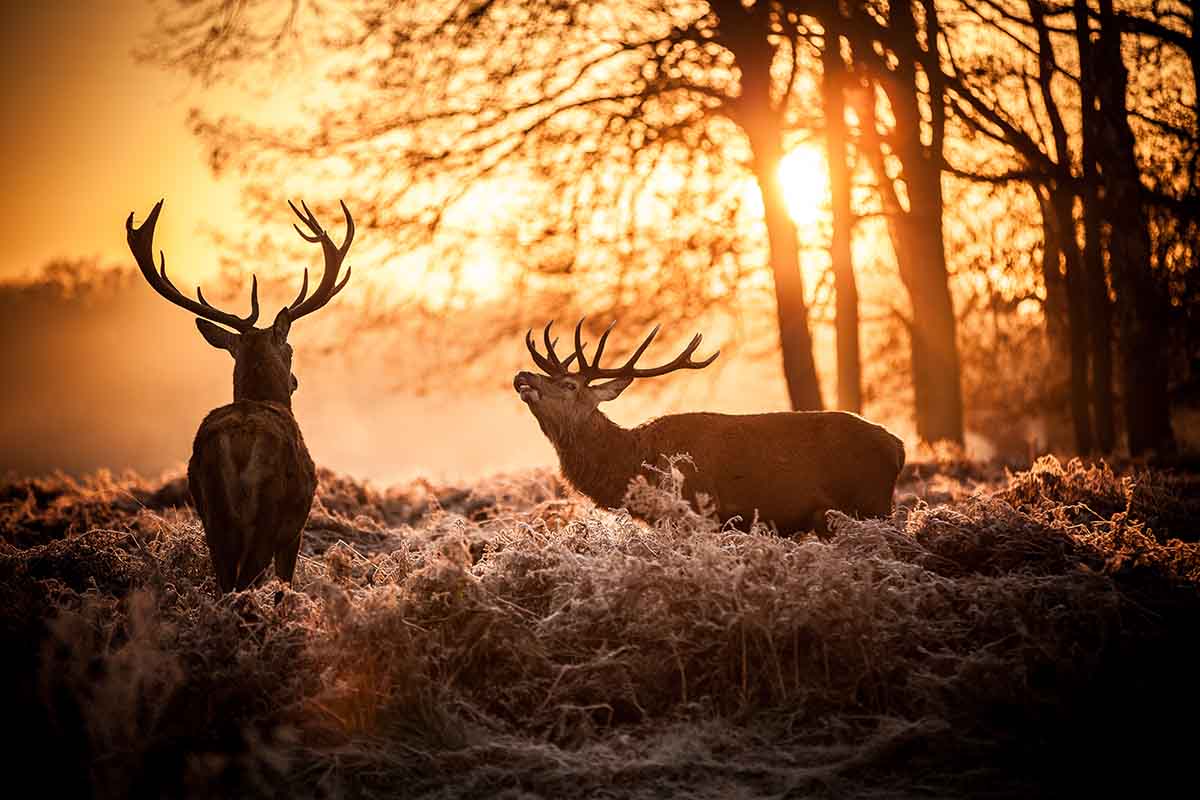 How To Start Hunting As An Adult 