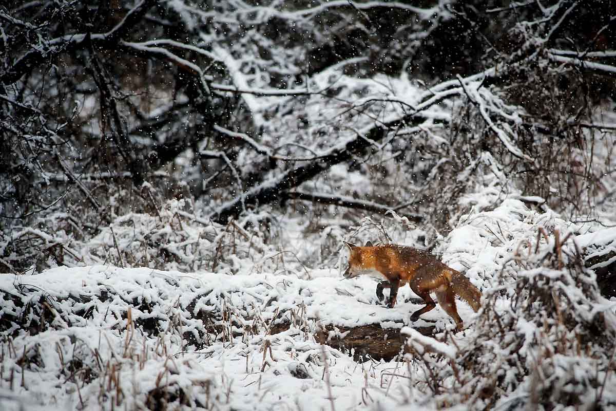 hunting in the wild