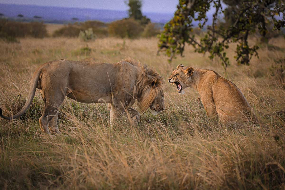 wildlife event for kids