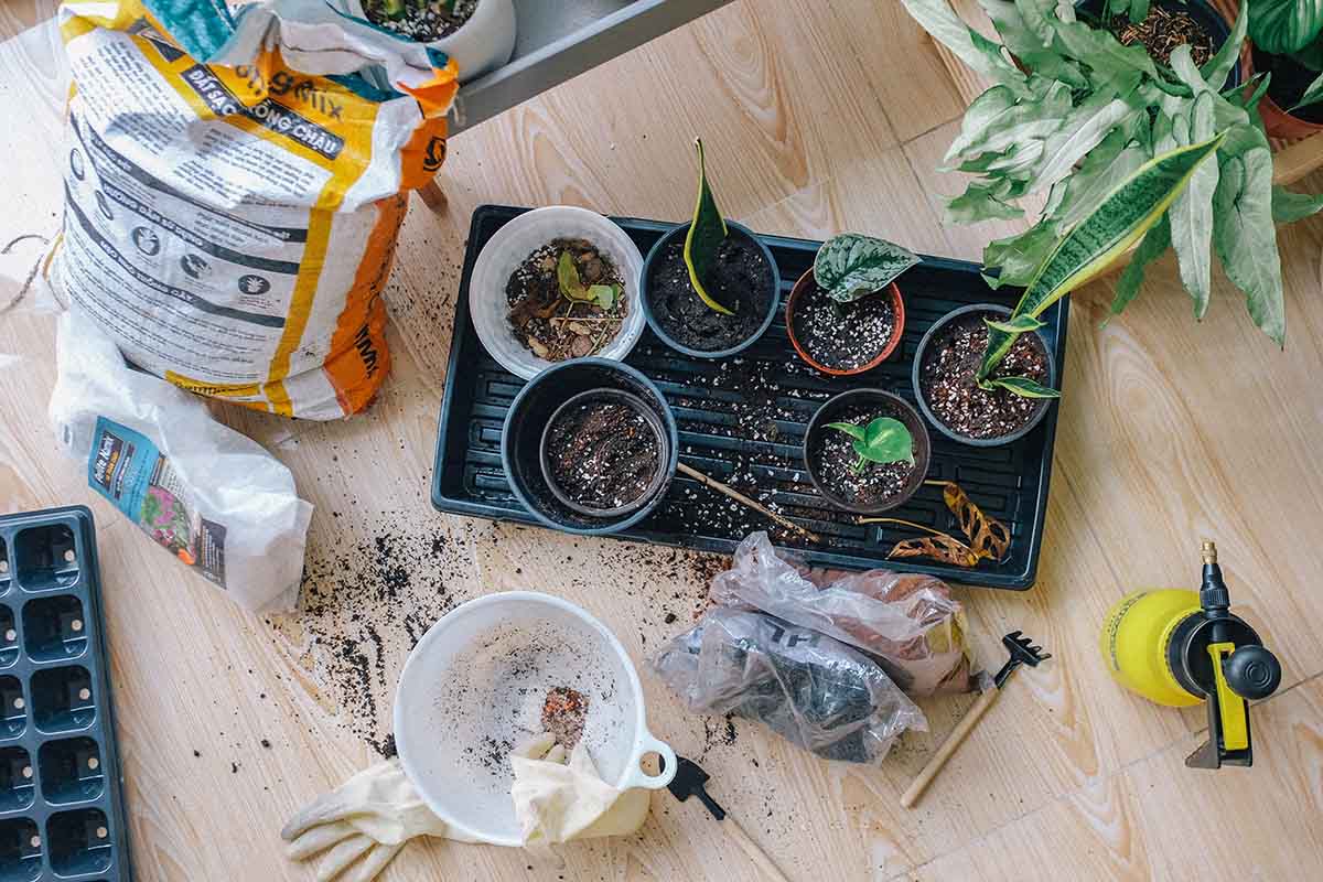 Manicure Your Garden on a Budget