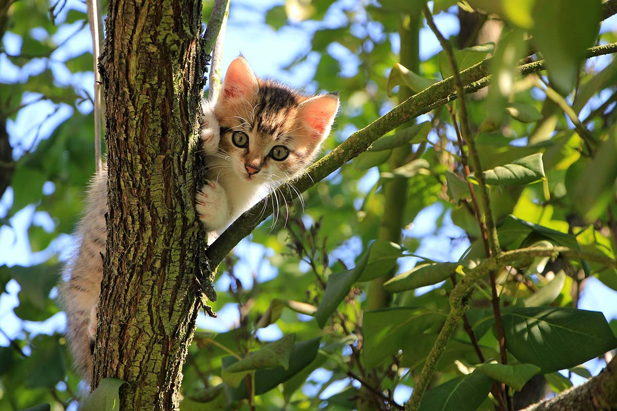 Companies That Offer Pet Insurance for Cats