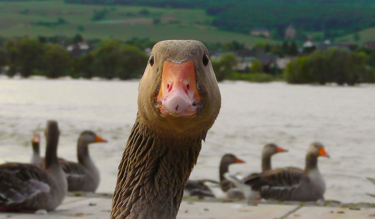 Leadership Lessons of the Geese