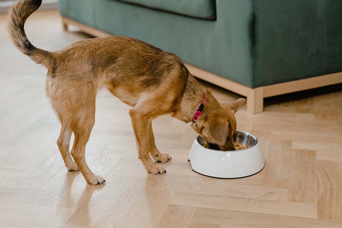 What are the Benefits of Air Dried Dog Food