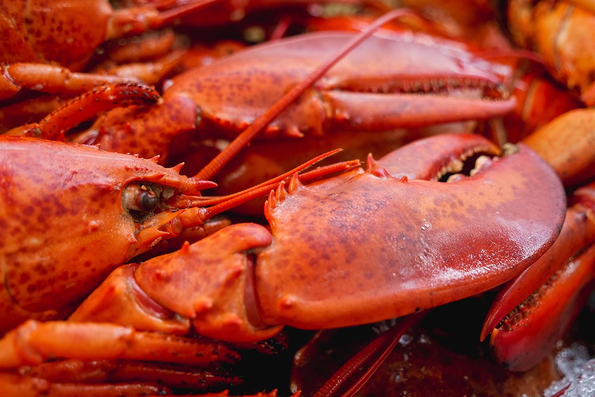 affordable frozen lobster
