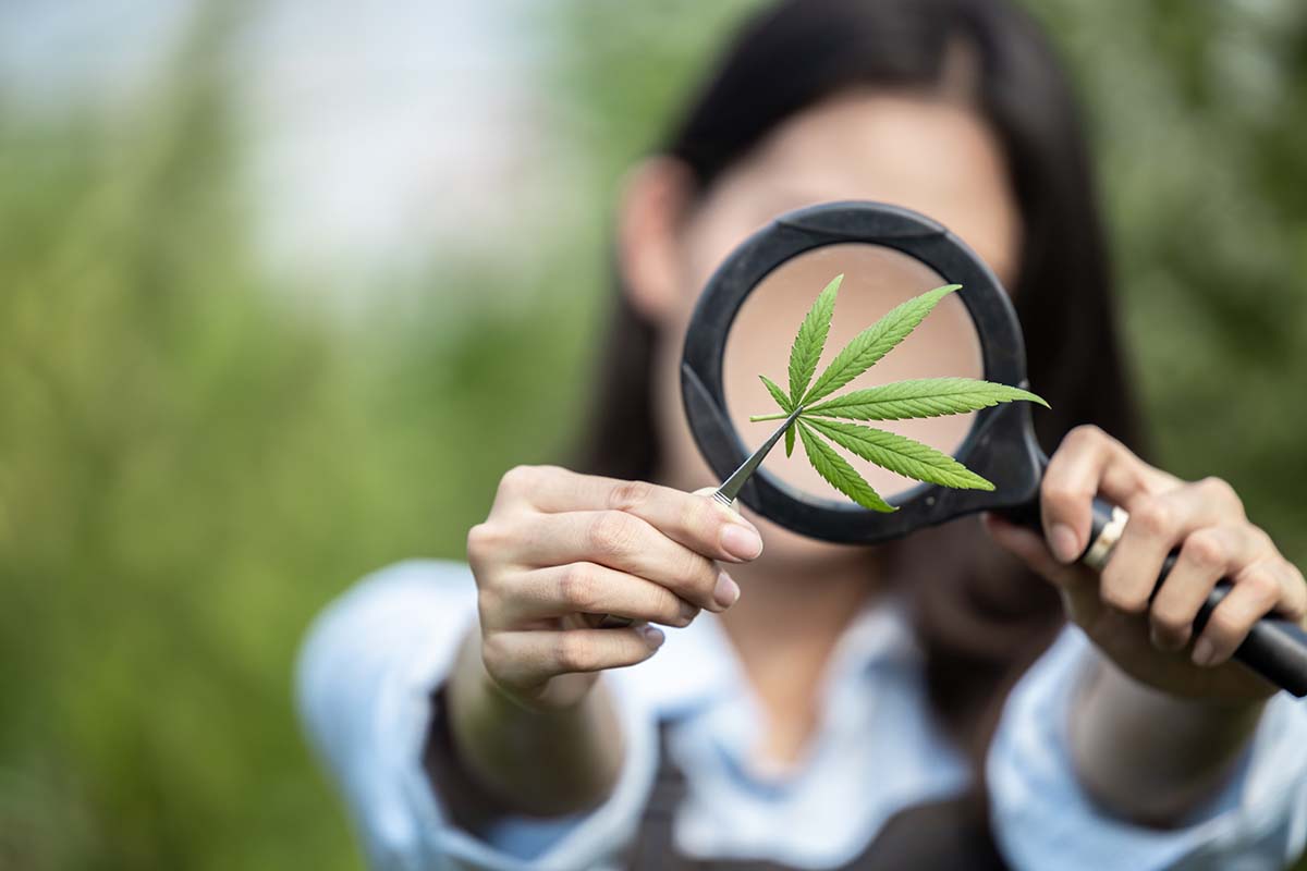 cannabis business directory