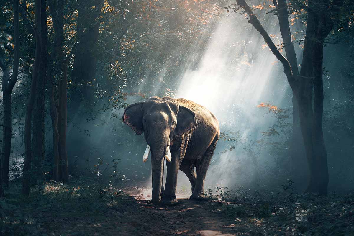 looking to the animal kingdom