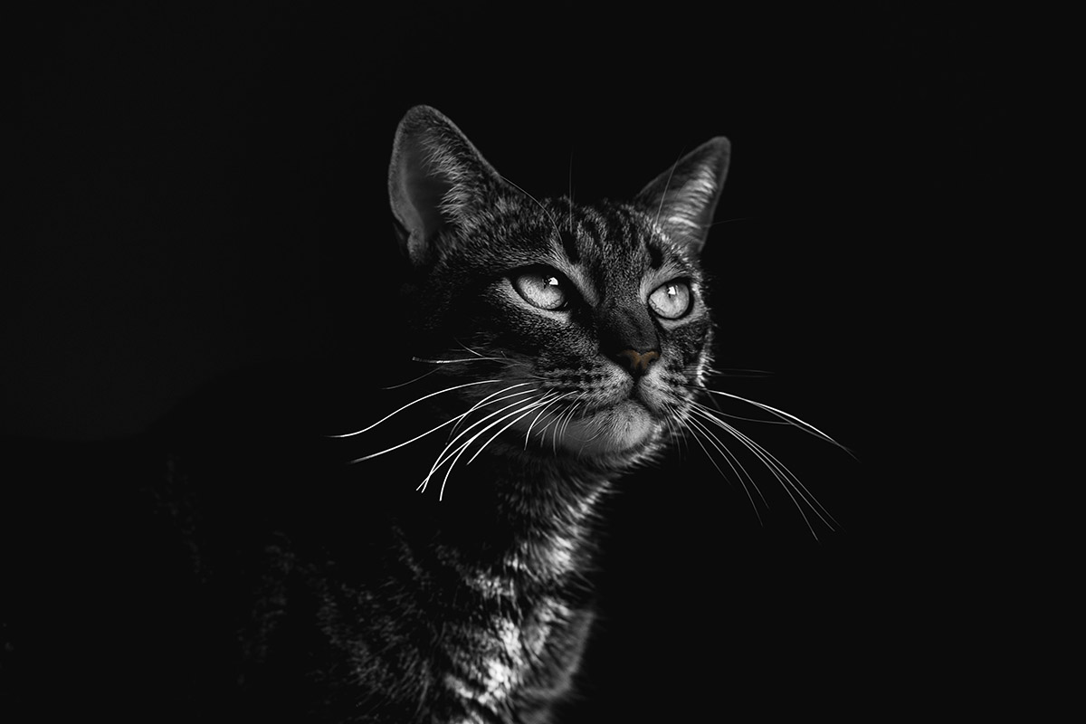 Black And White Cat Breeds