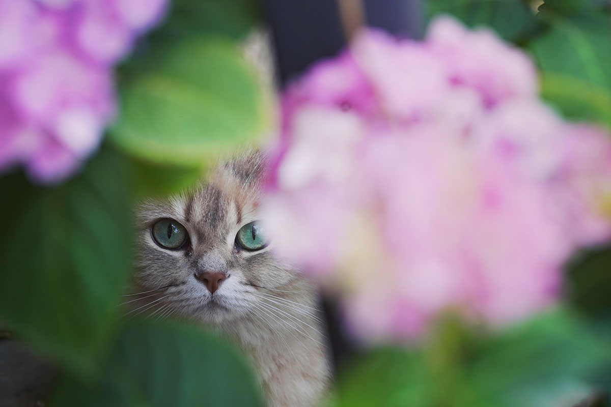 How To Create An Animal Friendly Garden