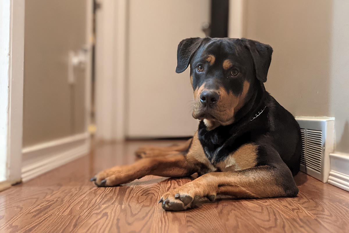 Rottweiler puppy