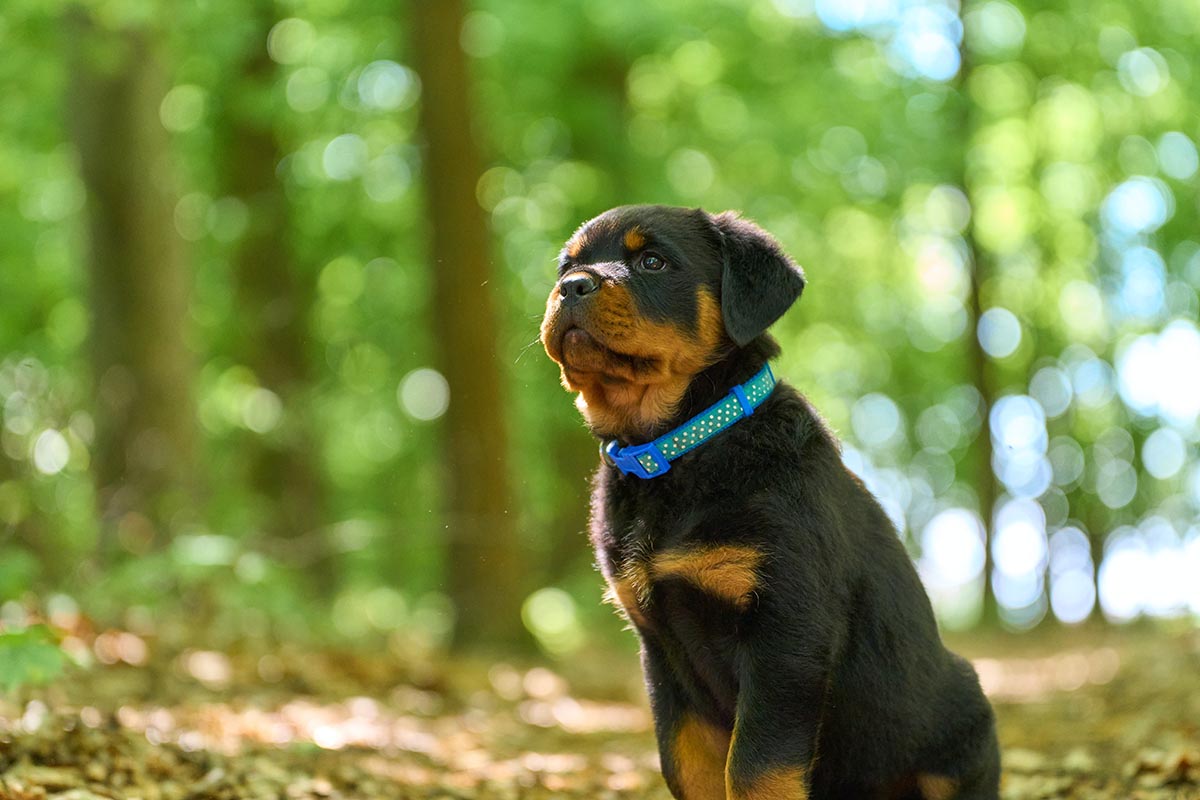 Rottweiler with cropped ears