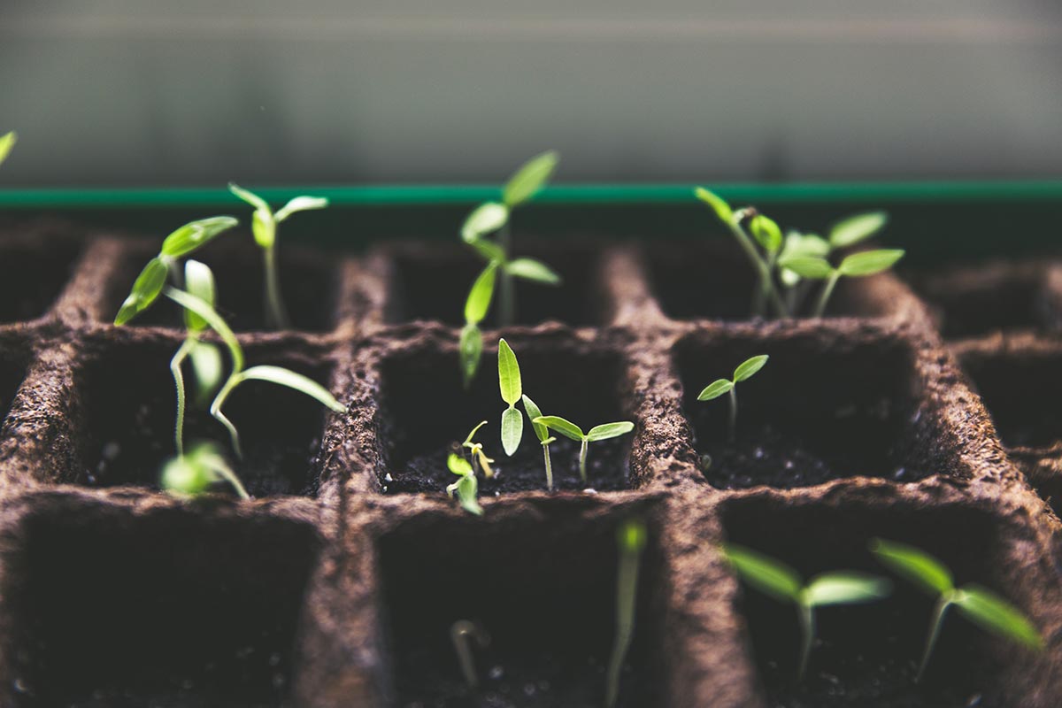 best plant to grow for your zone in Texas