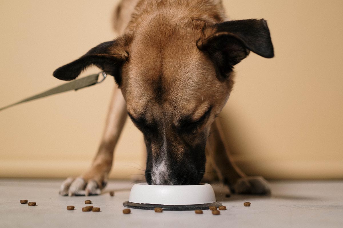 food allergy symptoms in dog