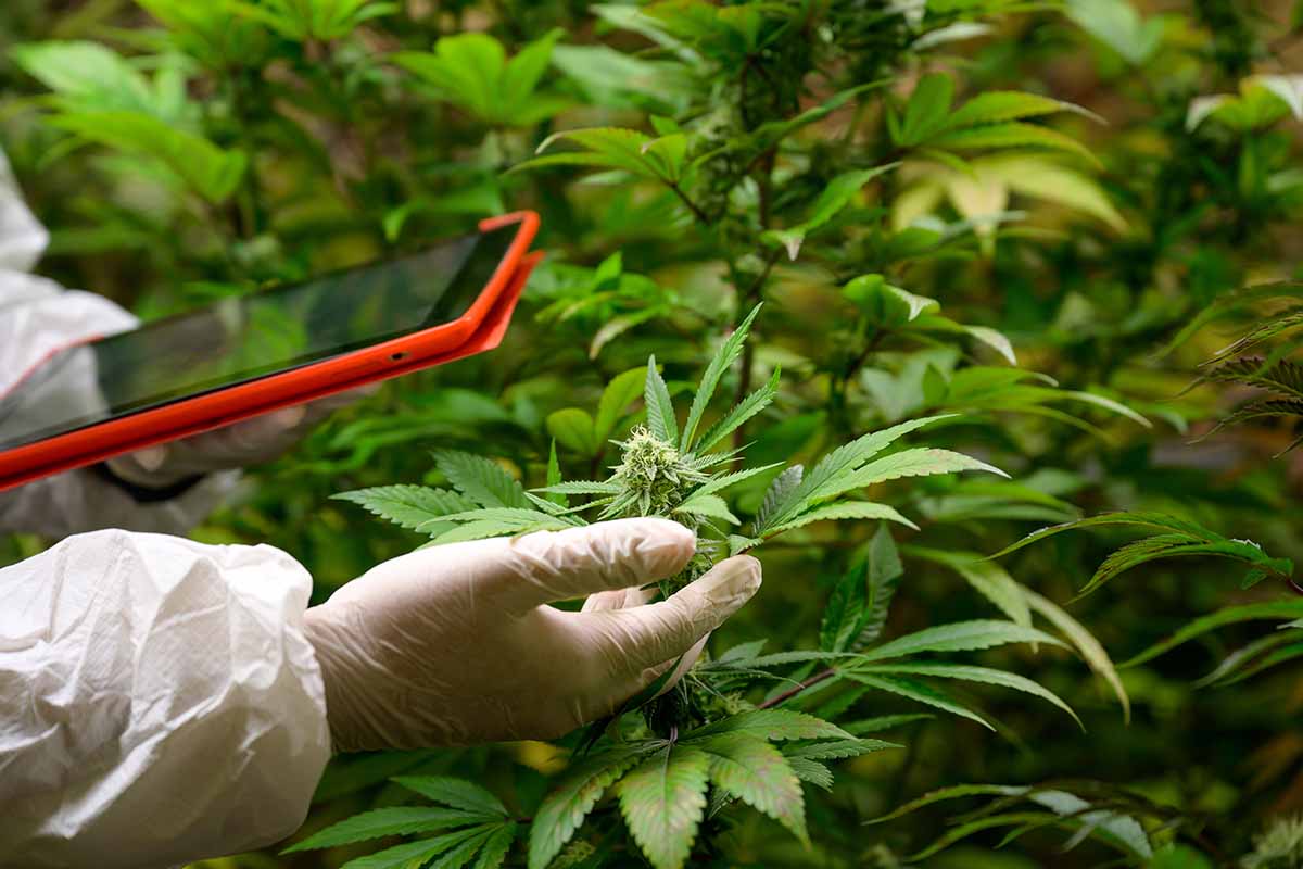 using lifter CBD flower