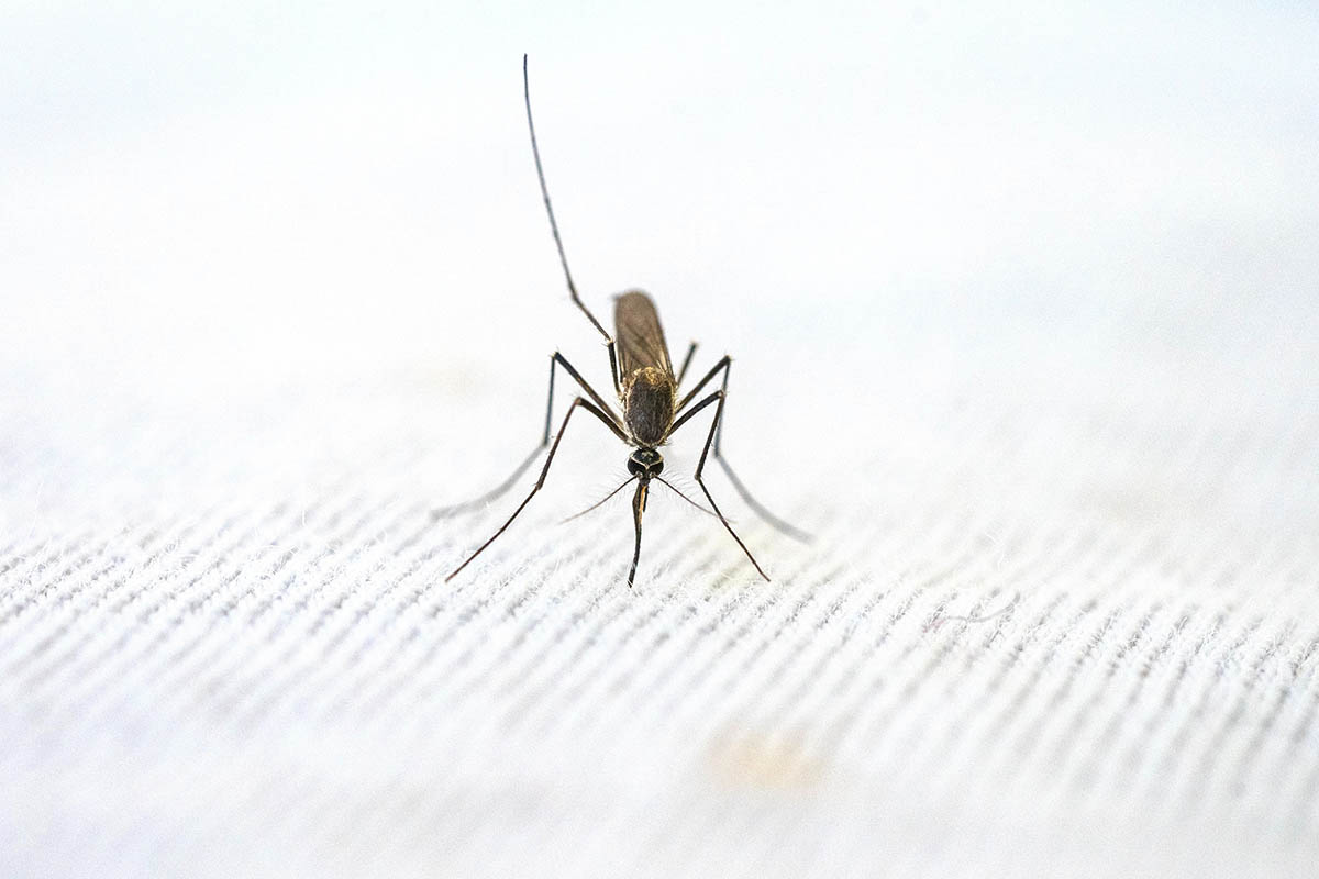 Pests to Watch Out for When You Are Traveling