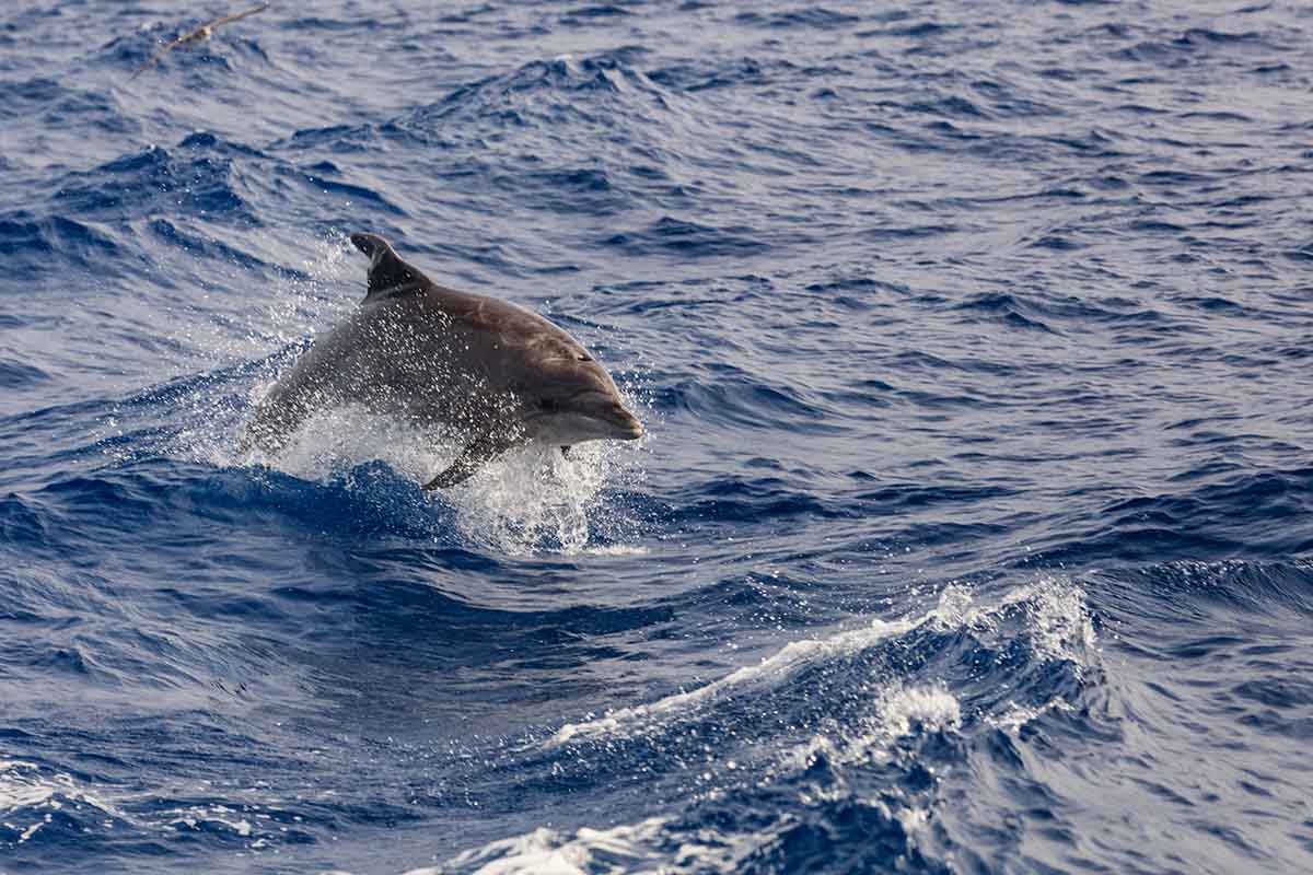 Swim with Dolphins in Cozumel