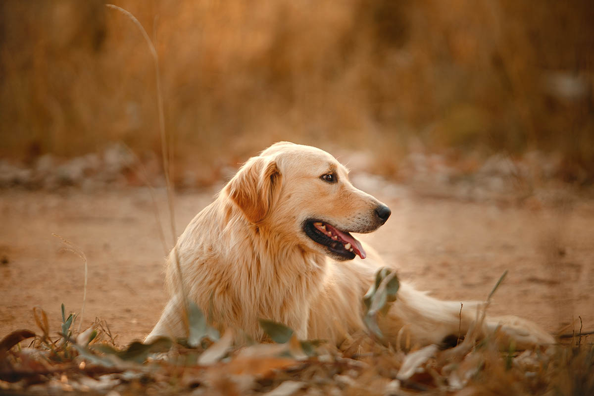 Take Care Of A Golden Retriever