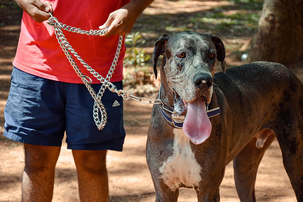accessory essentials for dog needs