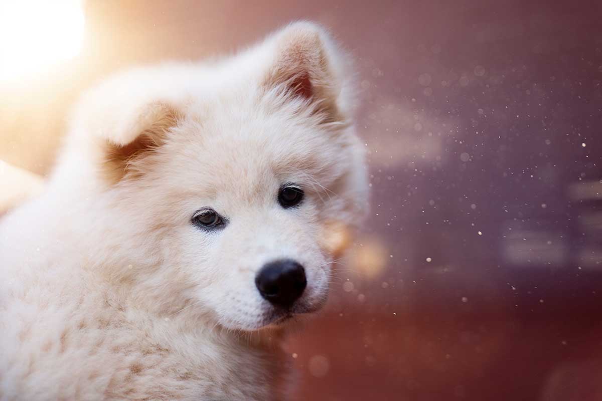 side effects of deworming a puppy