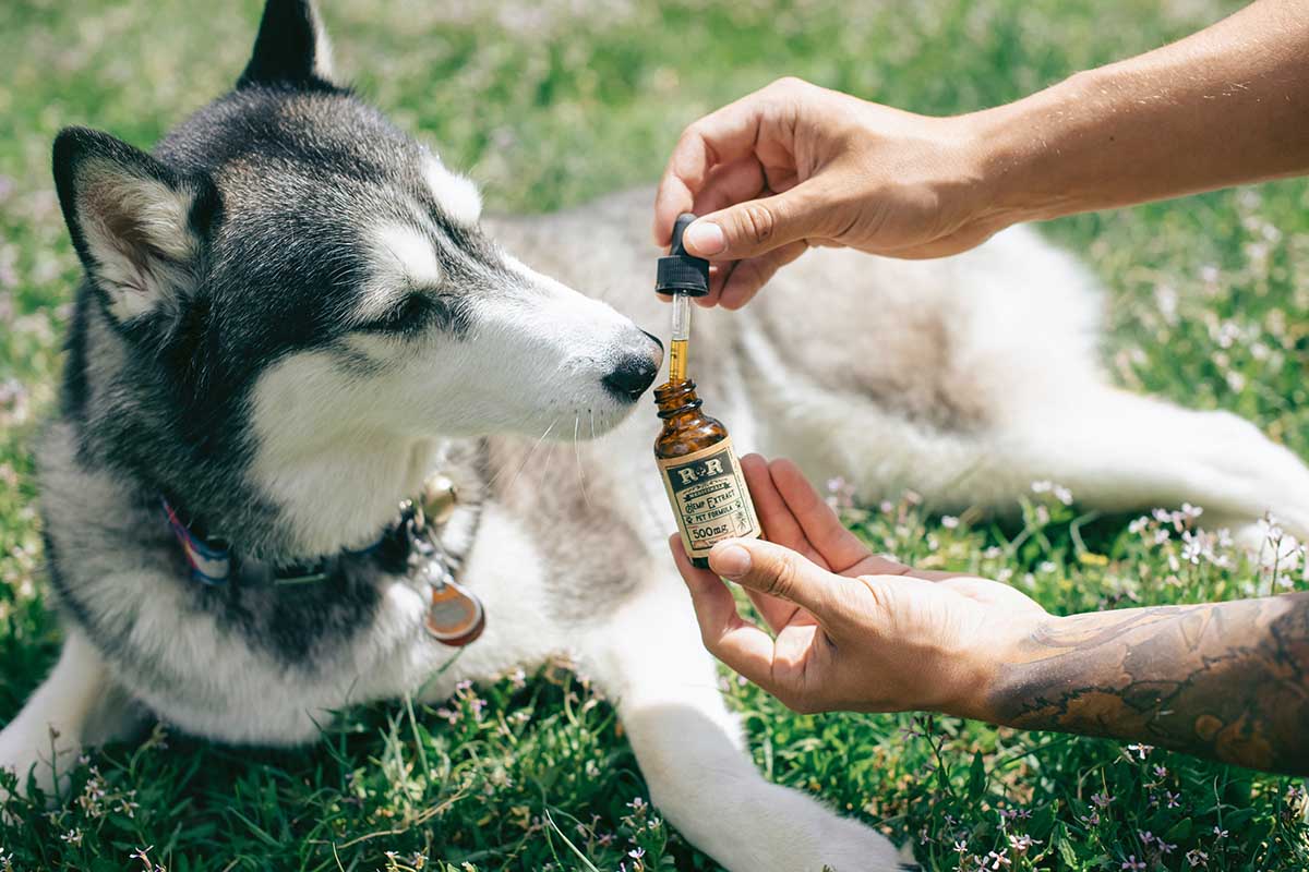 Delta 8 THC products for my pets
