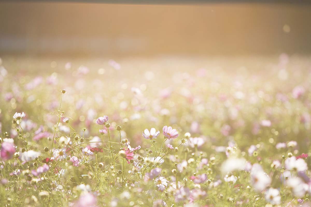 Perfect End of Summer Garden Party