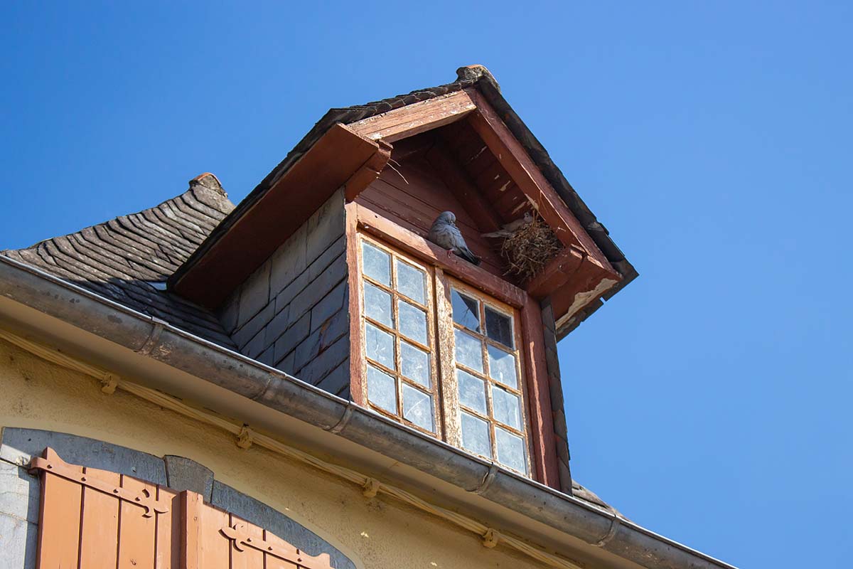 How Will I Know Birds Will Build a Nest on My Building