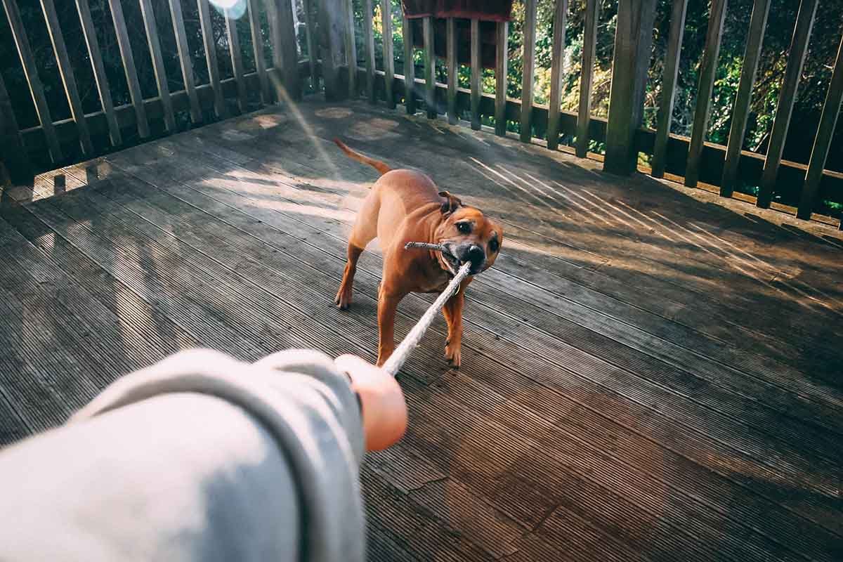 ways to exercise dog