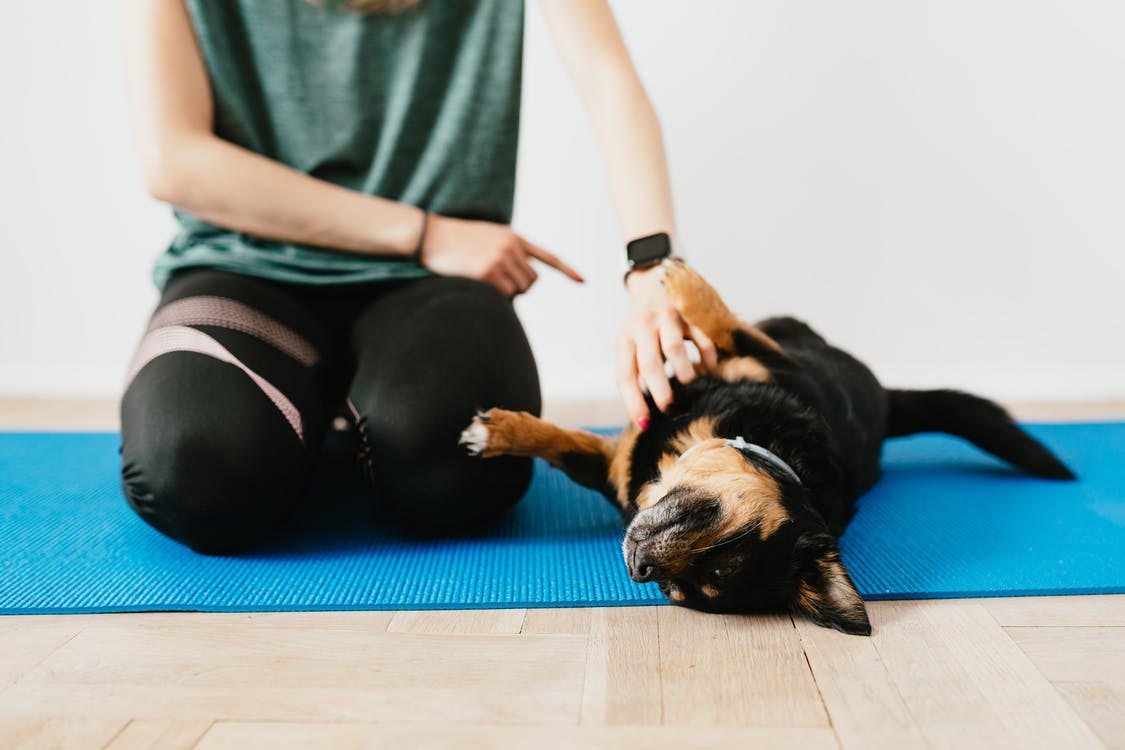 ways to train dog