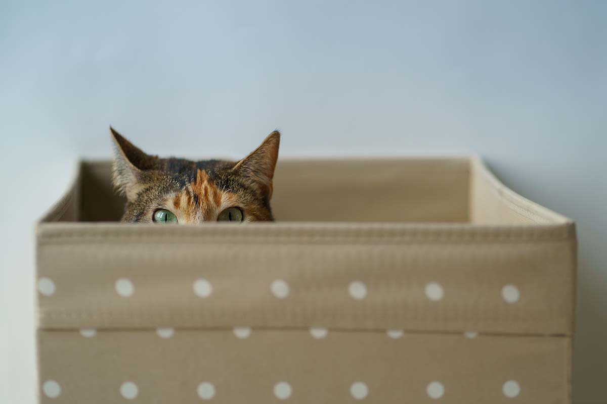Buying A Pet Storage Bin