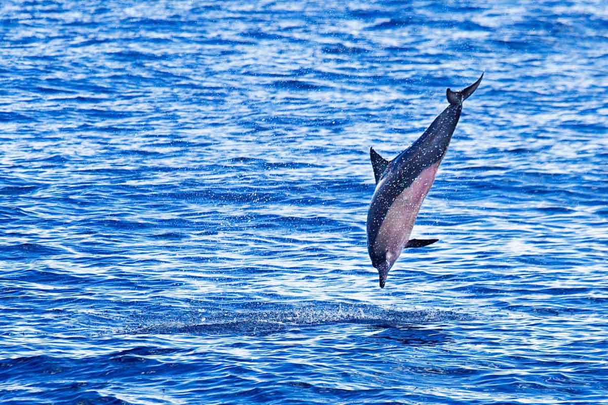 Dolphin Conservation