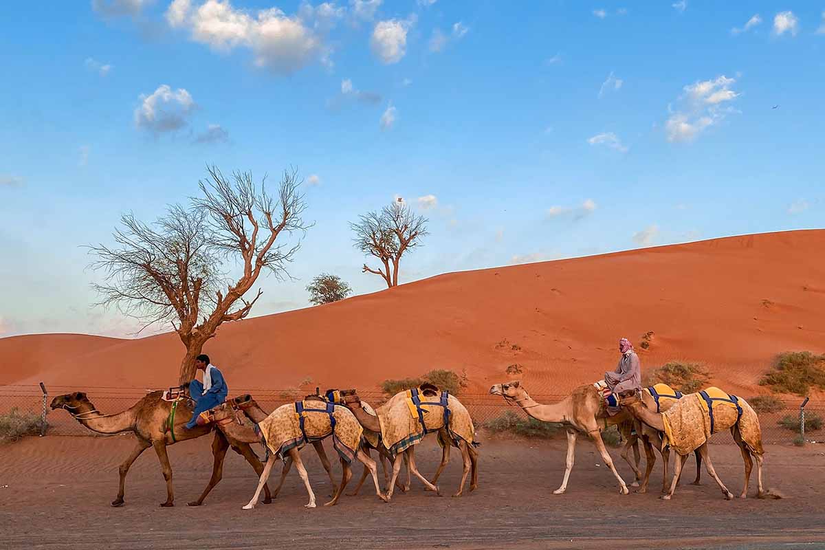 morocco camel ride