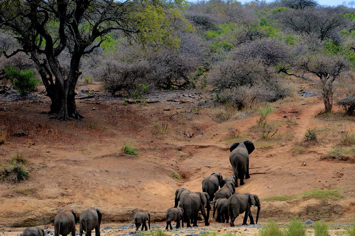 The Mae Taeng Elephant Sanctuary