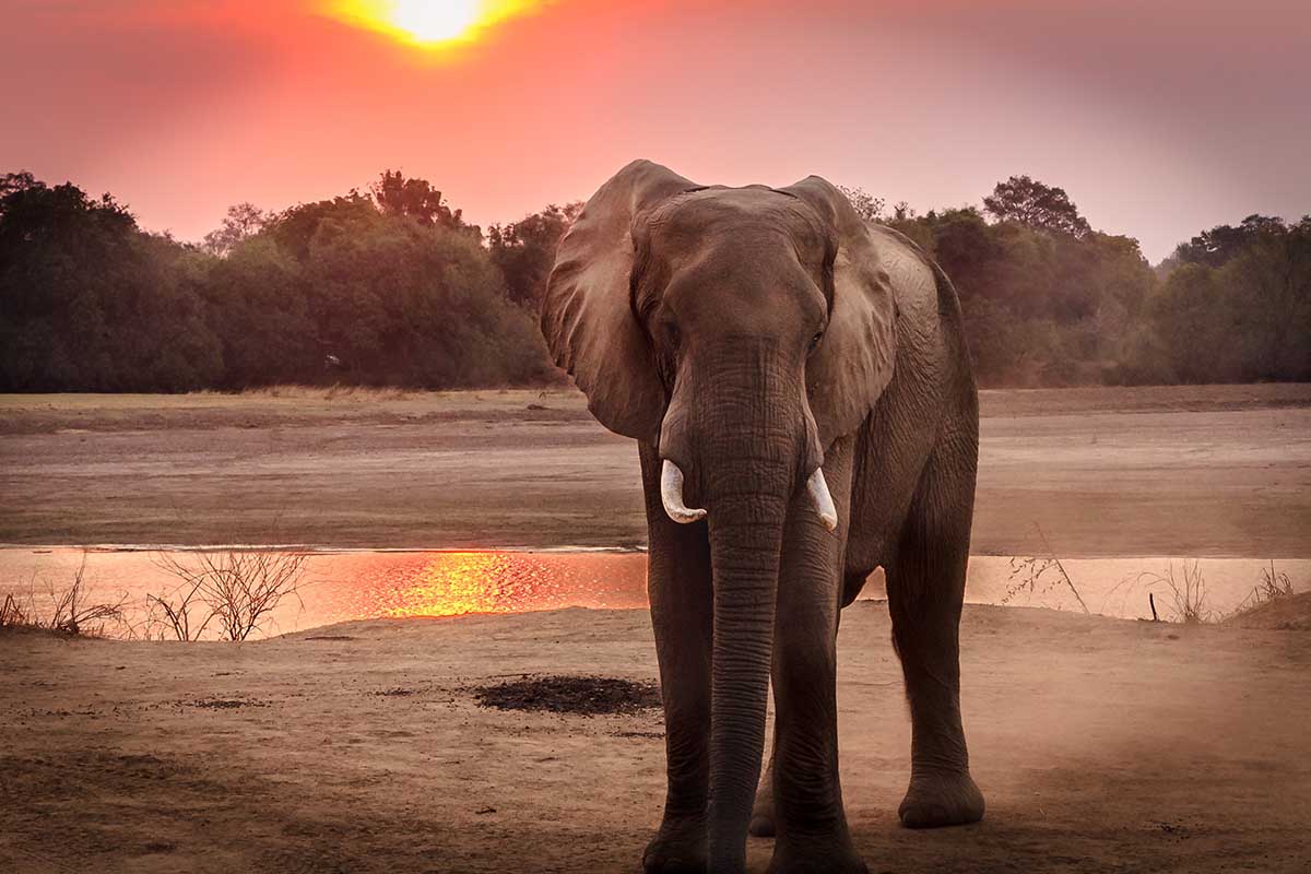 The Top Chiang Mai Elephant Sanctuary