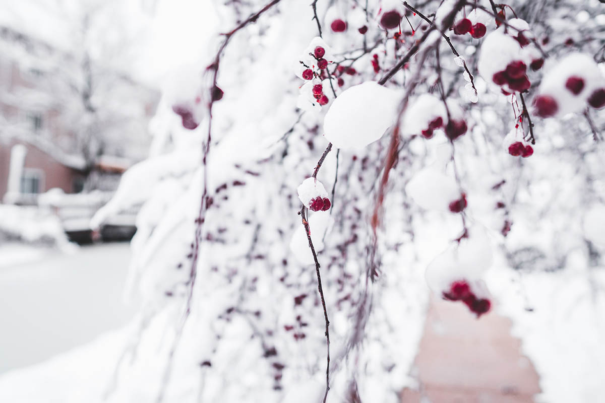 How to Look After Your Garden in Winter