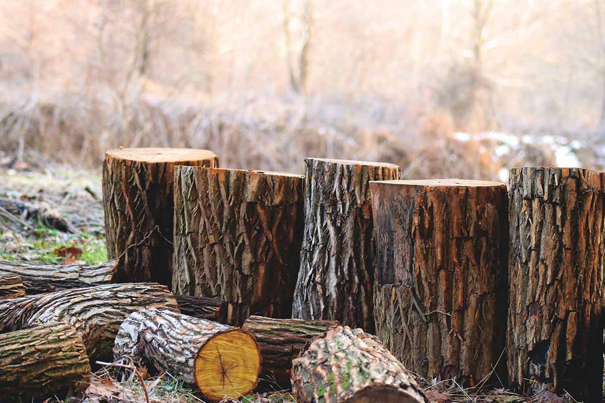 Should You Remove The Dying Tree In Your Garden