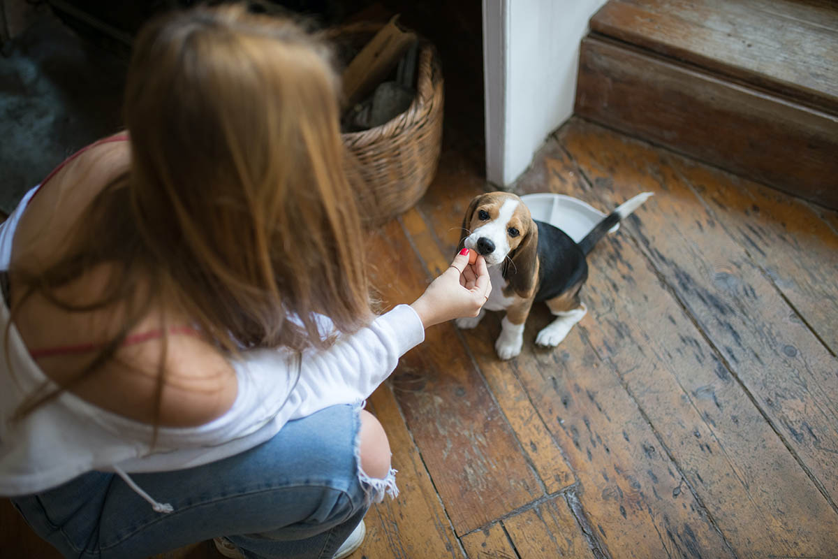 Be the Best Pet Owner