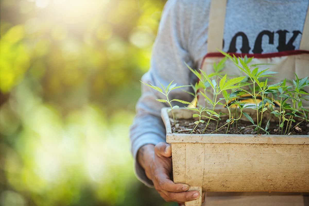 Cannabis Start-ups